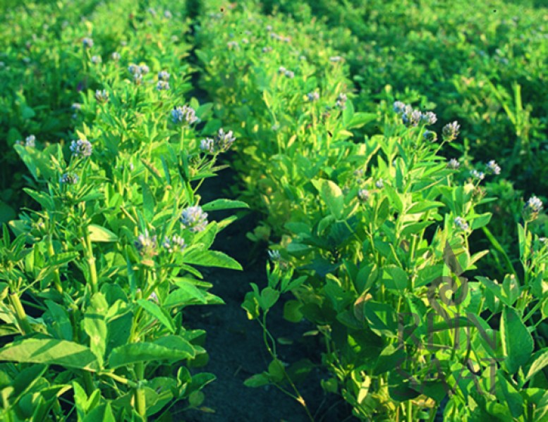 kr029_senovka modrasta